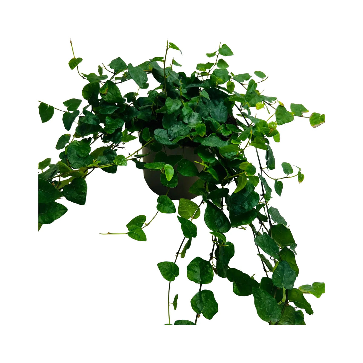 Ficus Repens Creeping Fig Exotic Mini Indoor Plant Perfect Gift