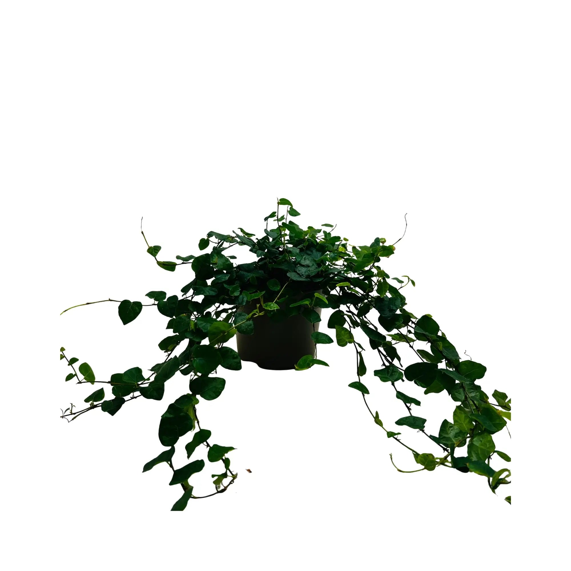 Ficus Repens Creeping Fig Rare Exotic Mini Indoor Plant
