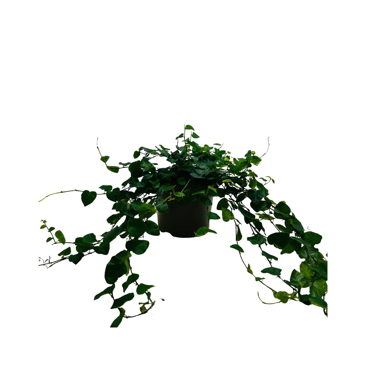 Ficus Repens Creeping Fig Exotic Mini Indoor Plant