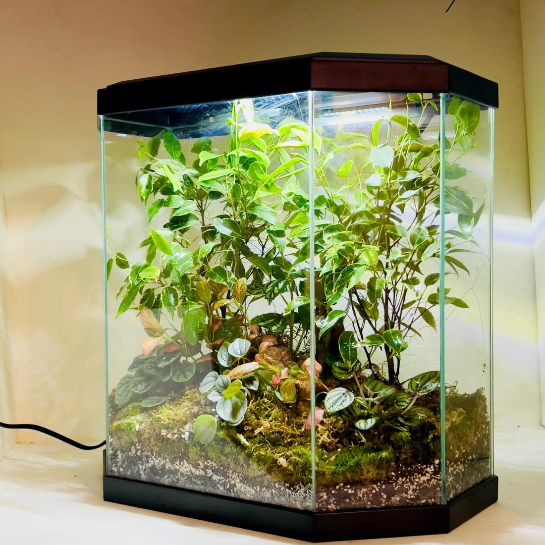 Ficus Trees and Peperomia Terrarium Shop in Dubai