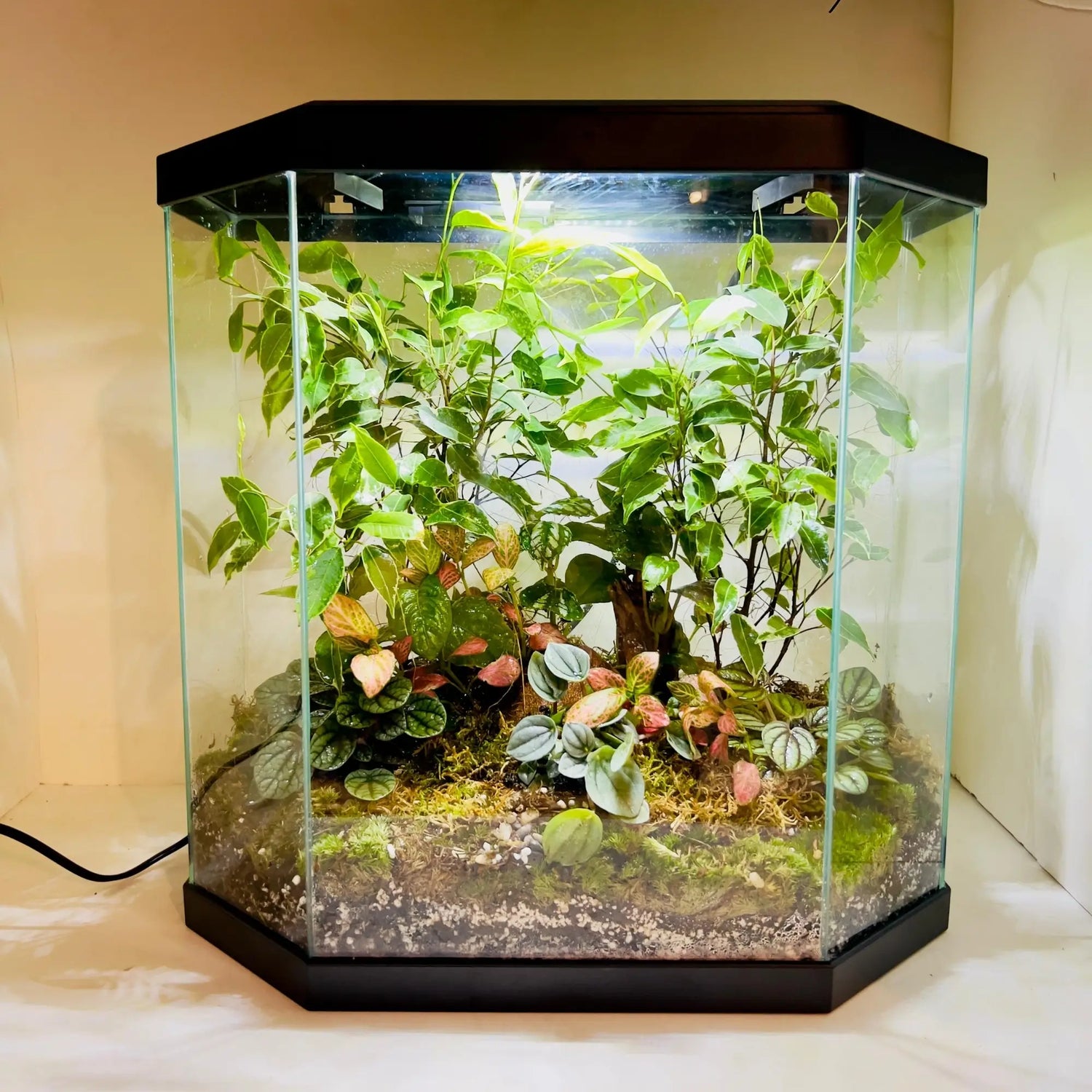 Ficus Trees and Peperomia Terrarium for Corporate Gifting