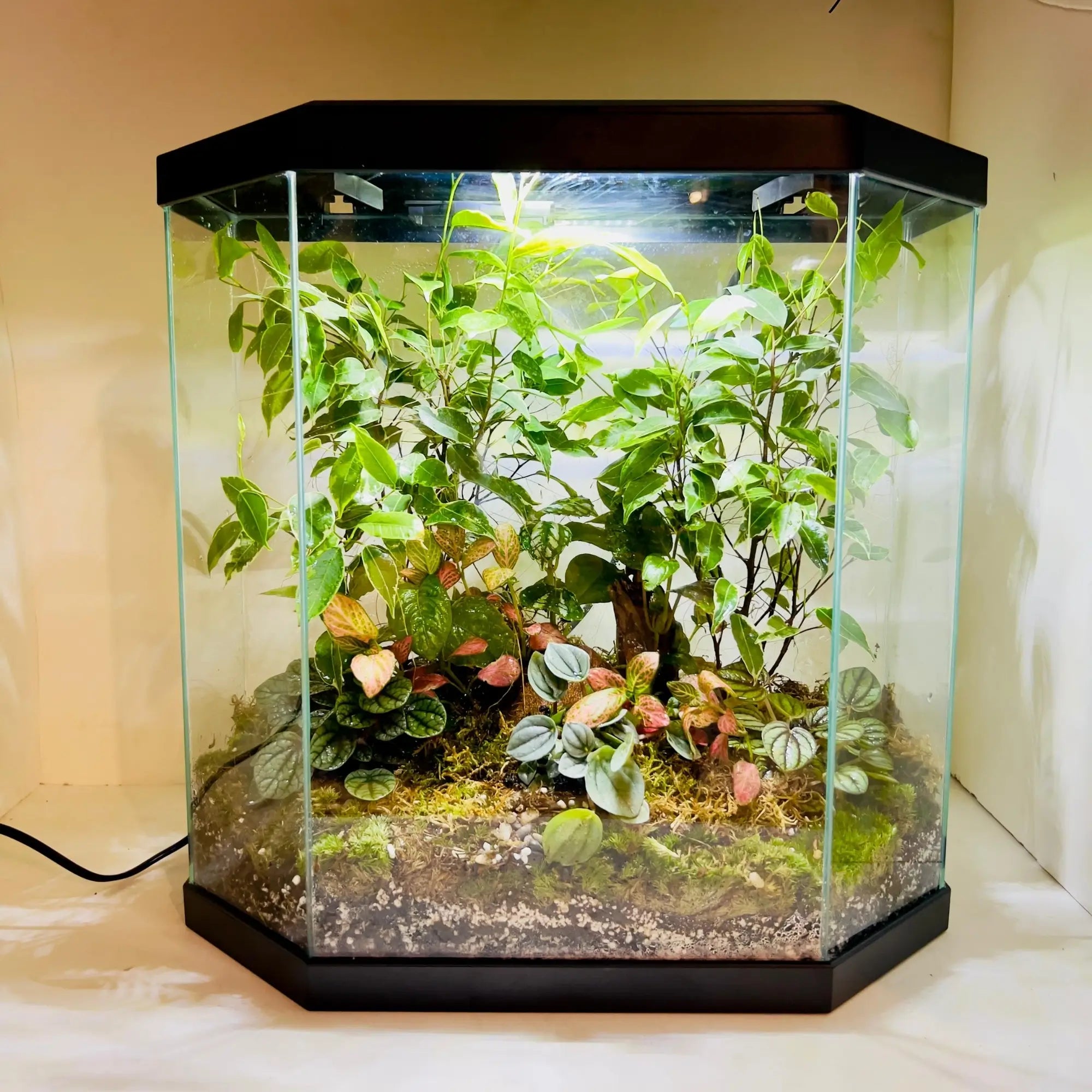 Ficus Trees and Peperomia Terrarium for Corporate Gifting