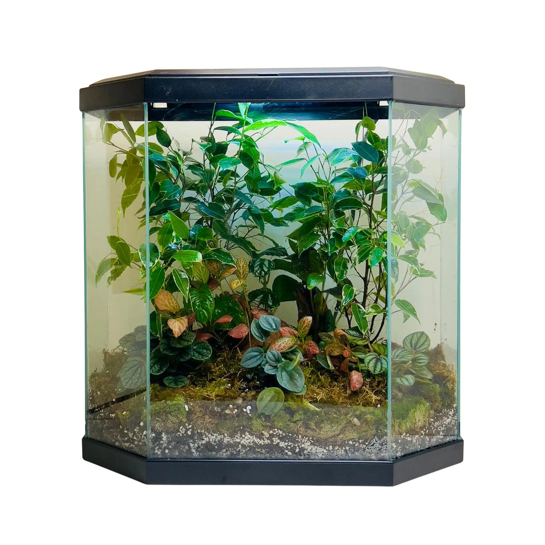 Ficus Trees and Peperomia Terrarium in UAE