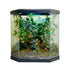 Ficus Trees and Peperomia Terrarium in UAE