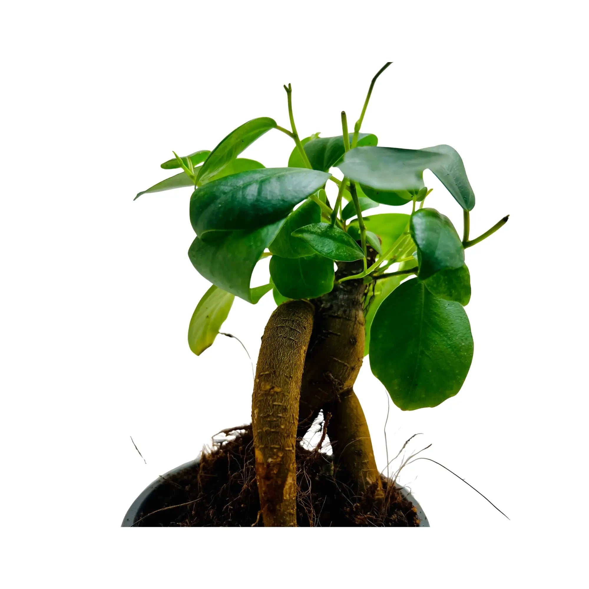 Ficus ZZ Ginseng Bonsai | Rare Exotic Mini Indoor Plant in Pot | Living Gift Dubai &amp; UAE