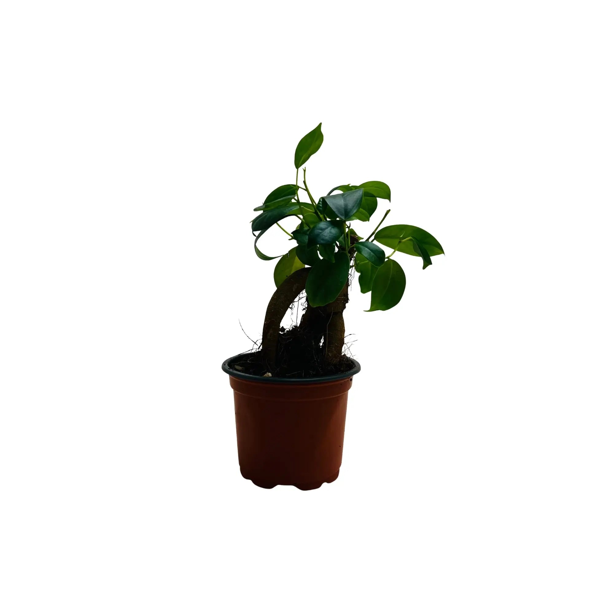 Ficus ZZ Ginseng Bonsai | Rare Exotic Mini Indoor Plant in Pot | Living Gift Dubai &amp; UAE
