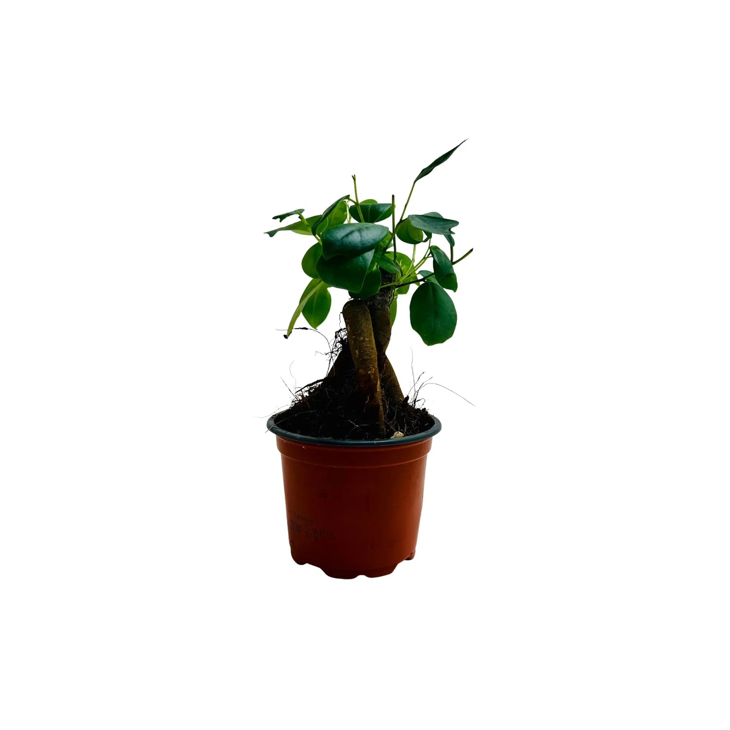 Ficus ZZ Ginseng Bonsai | Rare Exotic Mini Indoor Plant in Pot | Living Gift Dubai &amp; UAE