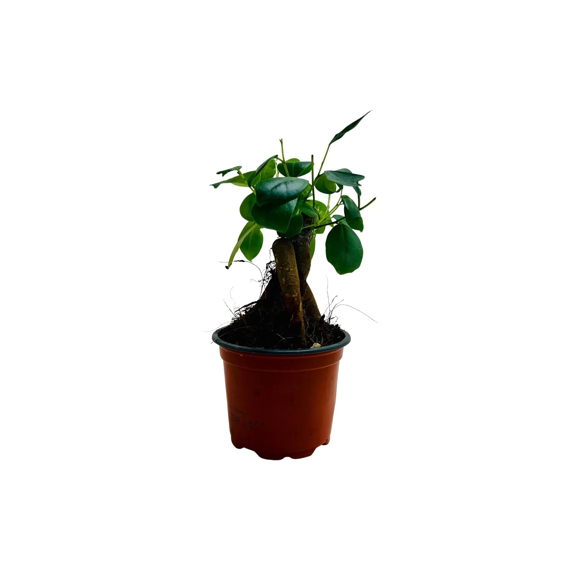 Ficus ZZ Ginseng Bonsai | Rare Exotic Mini Indoor Plant in Pot | Living Gift Dubai &amp; UAE