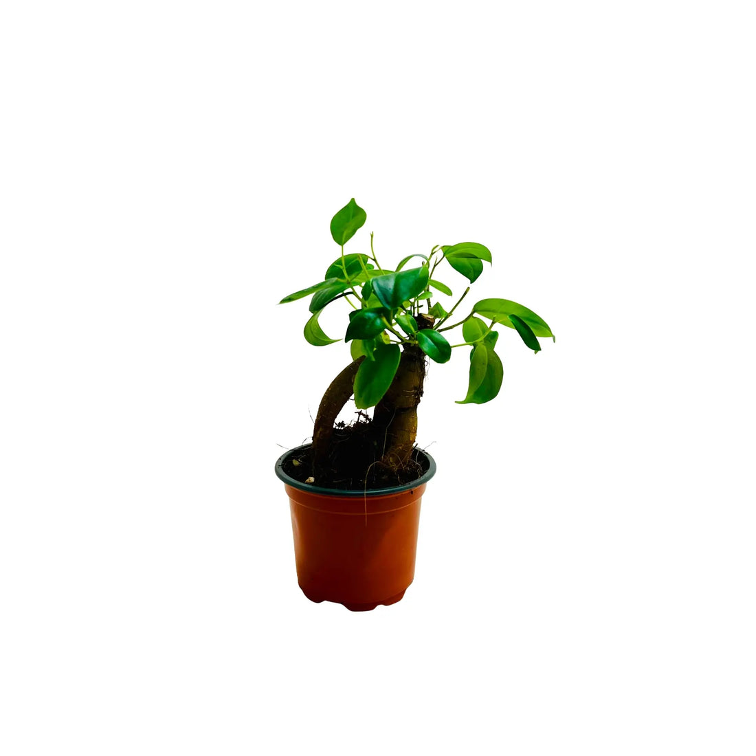 Ficus ZZ Ginseng Bonsai | Rare Exotic Mini Indoor Plant in Pot | Living Gift Dubai &amp; UAE