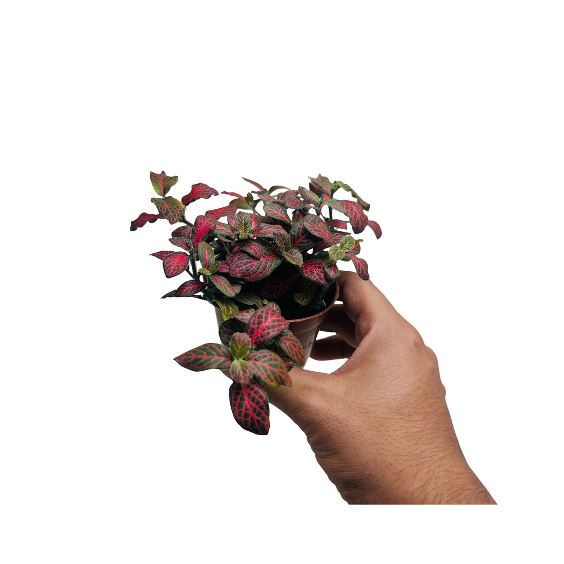 Fittonia Albivenis Red Nerve Mosaic Plant Exotic Mini Indoor Plant