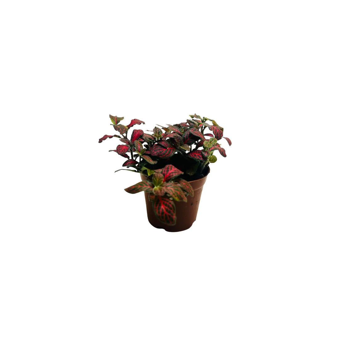 Fittonia Albivenis Red Nerve Mosaic Plant Exotic Mini Indoor Plant