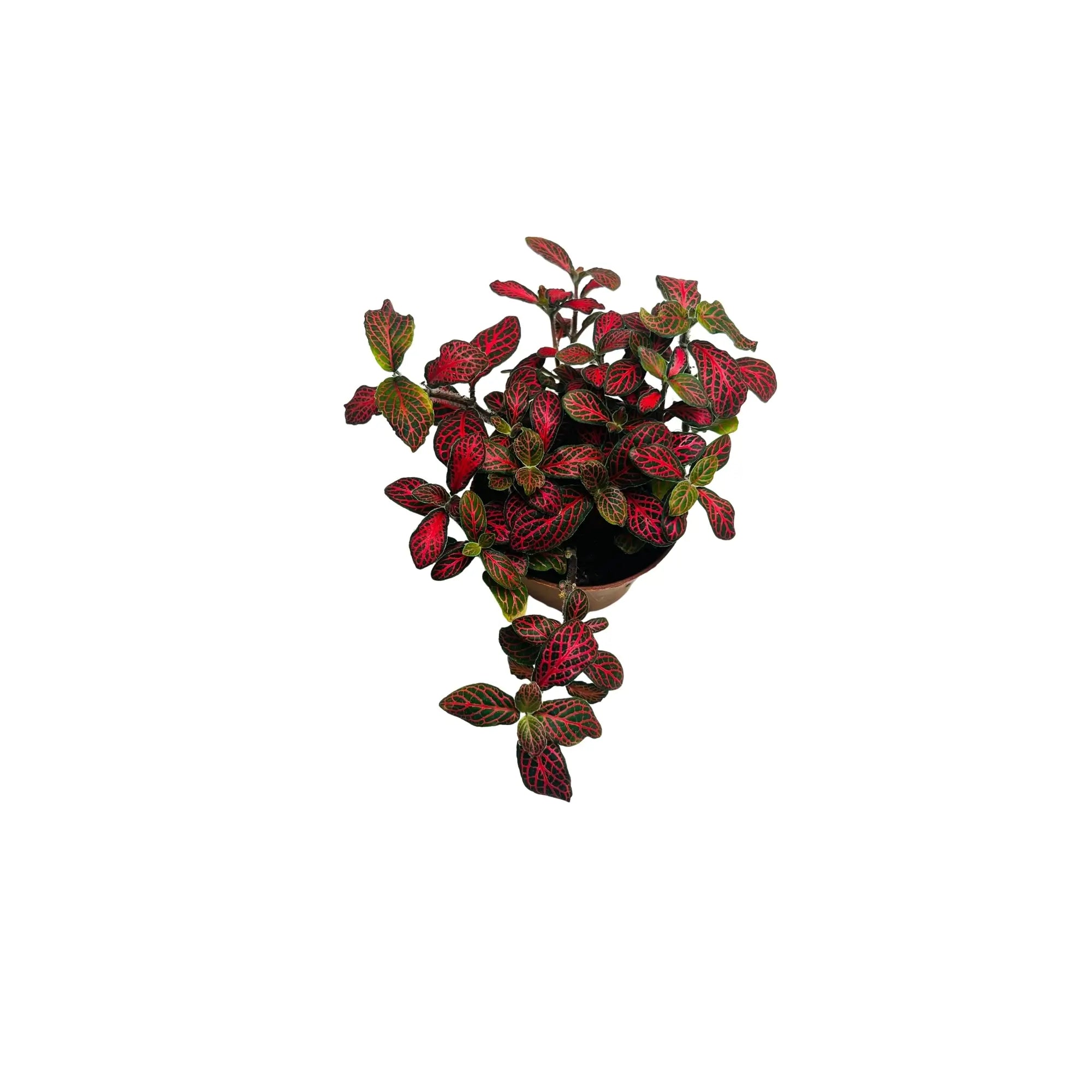 Fittonia Albivenis Red Nerve Mosaic Plant Exotic Mini Indoor Plant