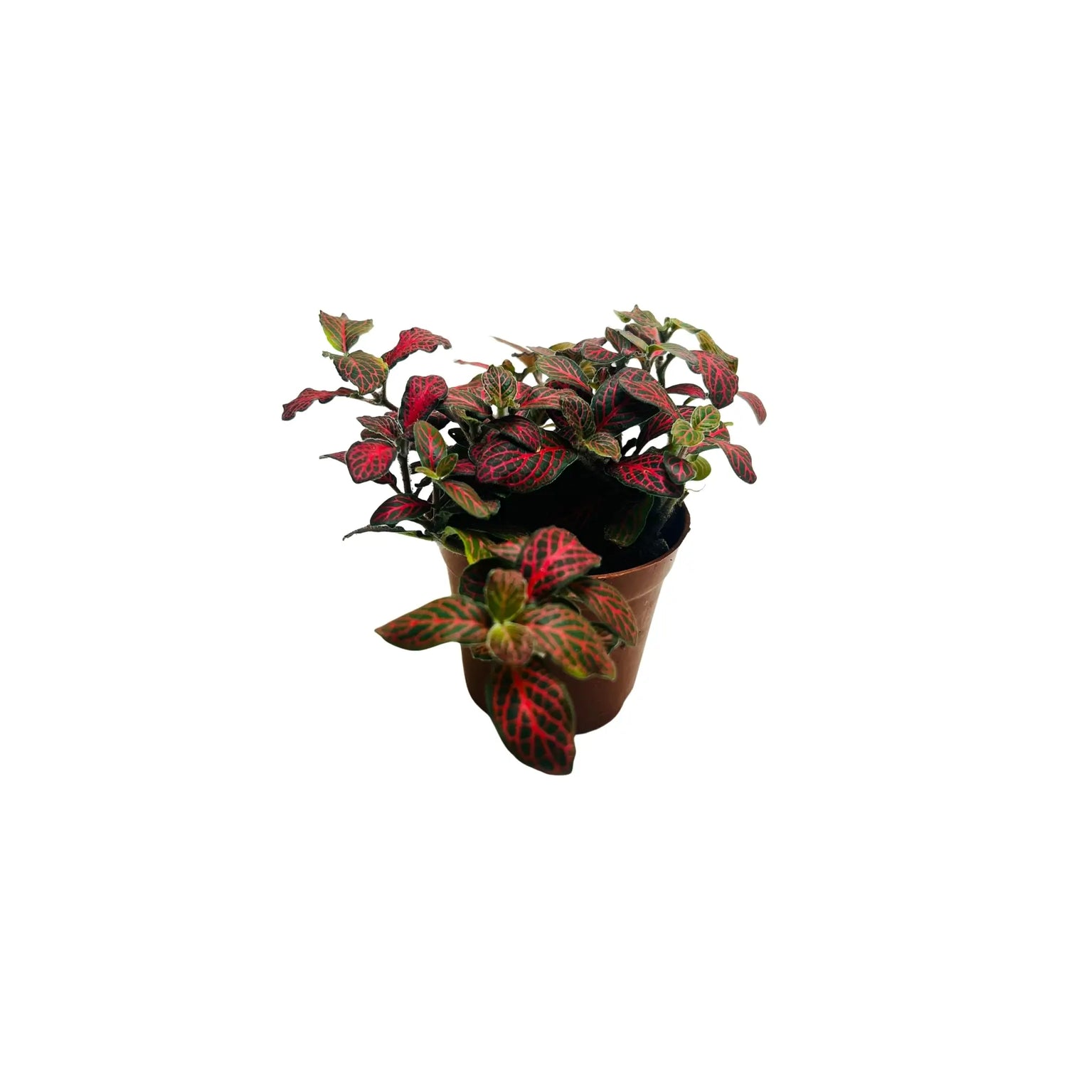 Fittonia Albivenis Red Nerve Mosaic Plant Exotic Mini Indoor Plant