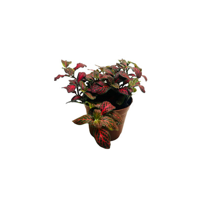 Fittonia Albivenis Red Nerve Mosaic Plant Exotic Mini Indoor Plant