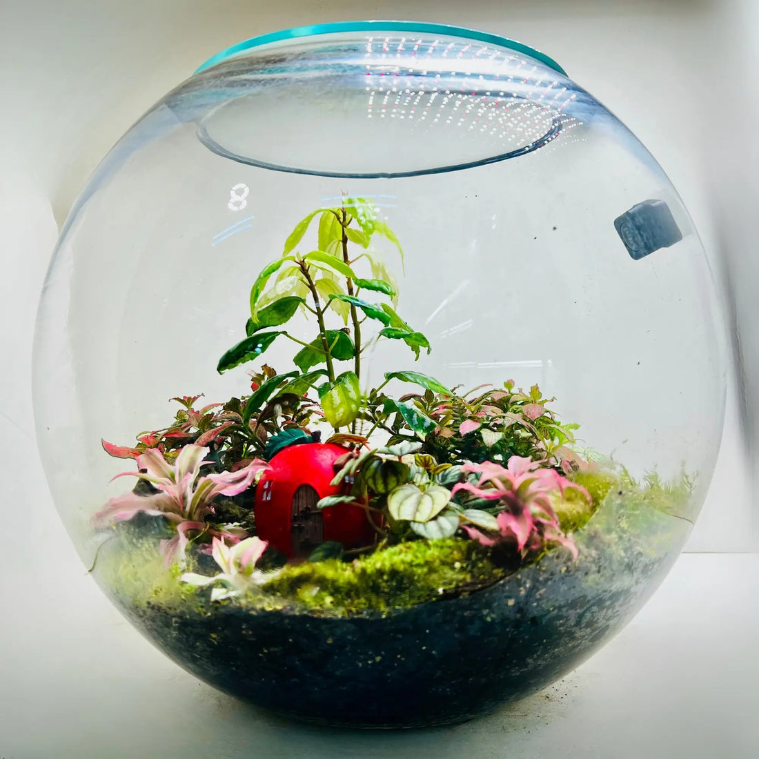 Fittonia Earth Star Terrarium in UAE