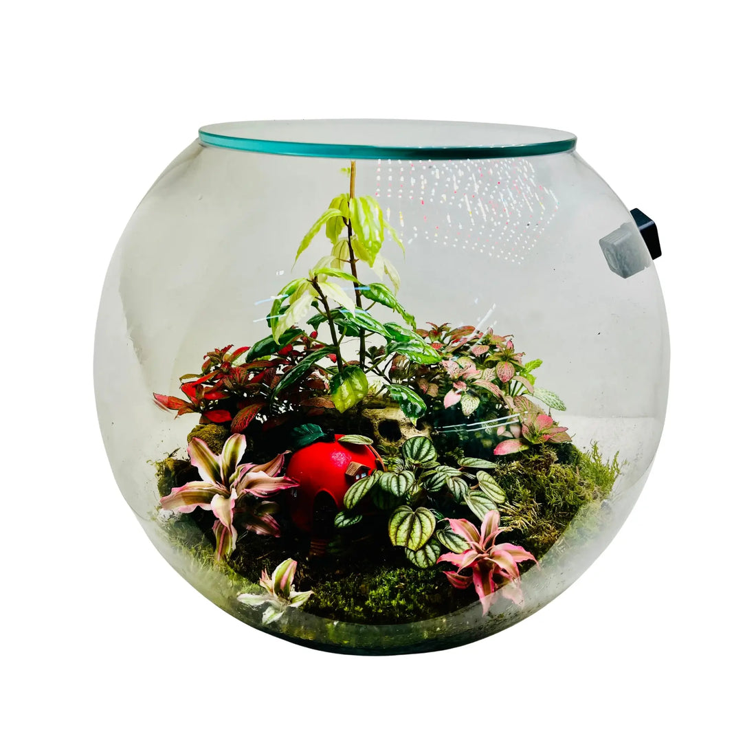 Fittonia Earth Star Terrarium