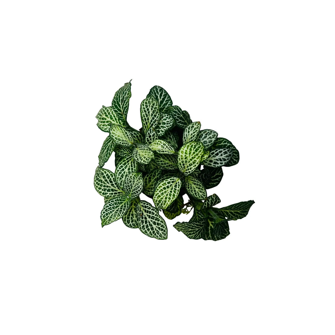Fittonia Green Nerve Plant Exotic Mini Indoor Plant