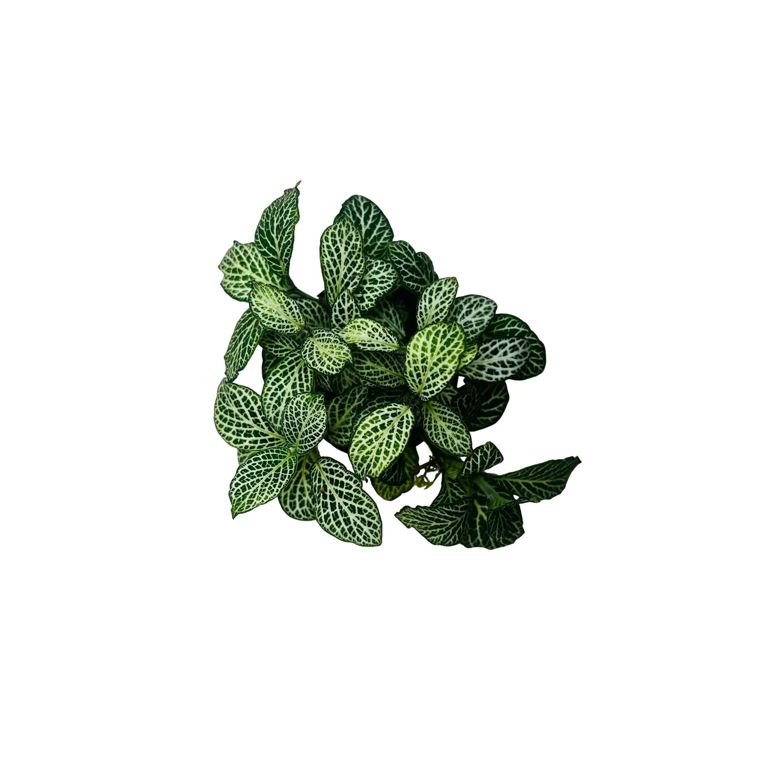Fittonia Green Nerve Plant Exotic Mini Indoor Plant