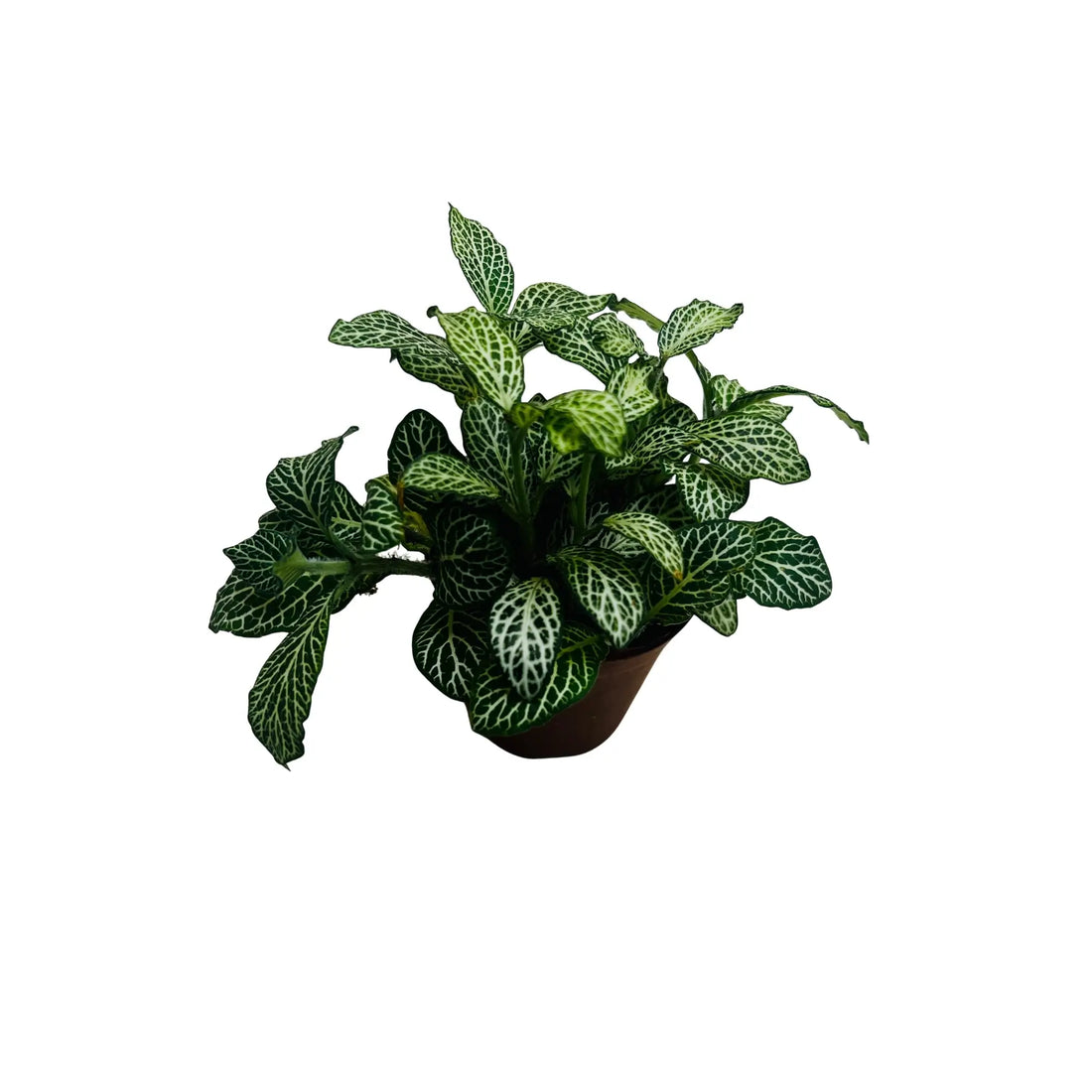 Fittonia Green Nerve Plant Rare Exotic Mini Indoor Plant Leaves