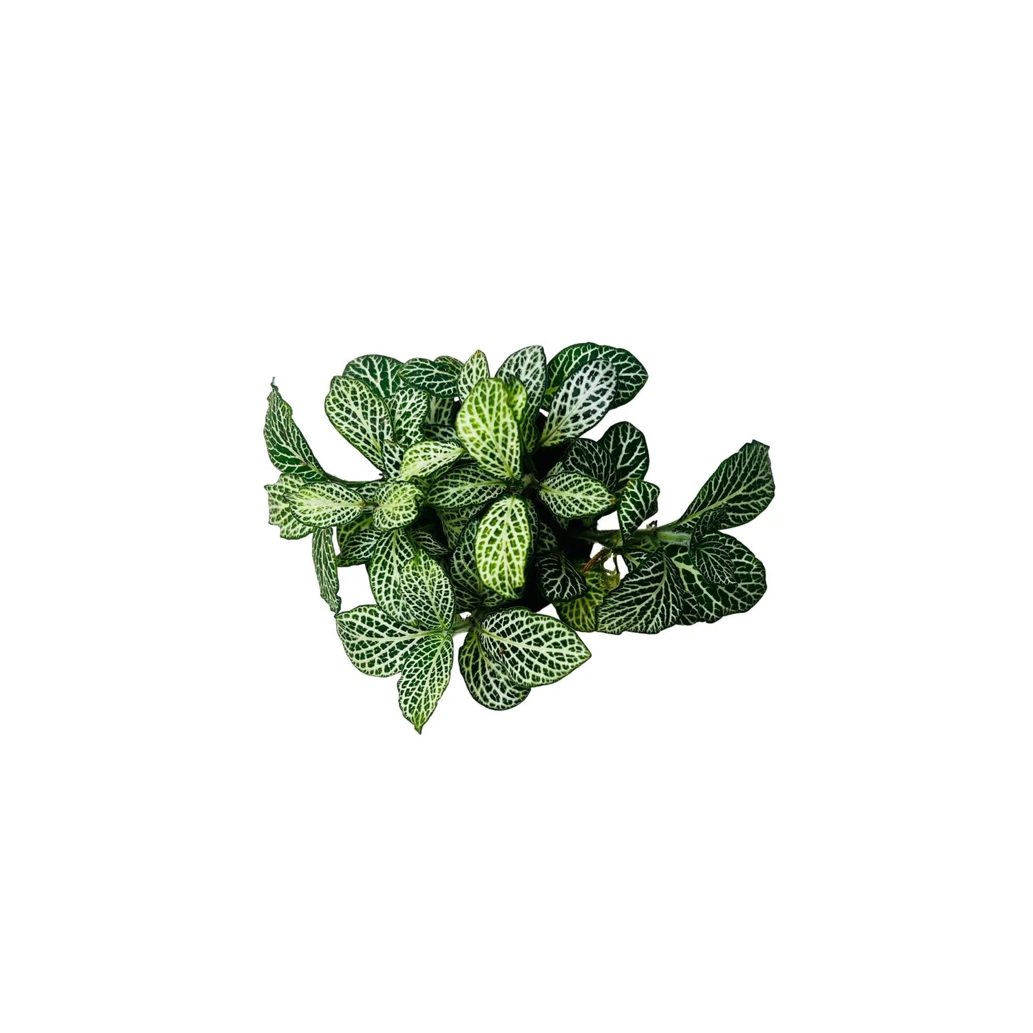 Fittonia Green Nerve Plant Exotic Mini Indoor Plant