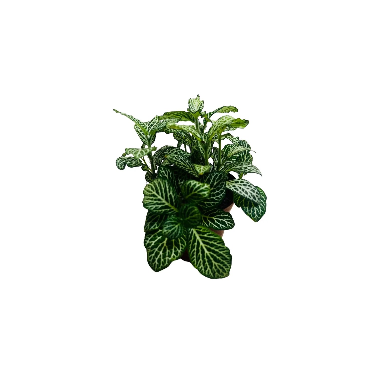 Fittonia Green Nerve Plant Exotic Mini Indoor Plant