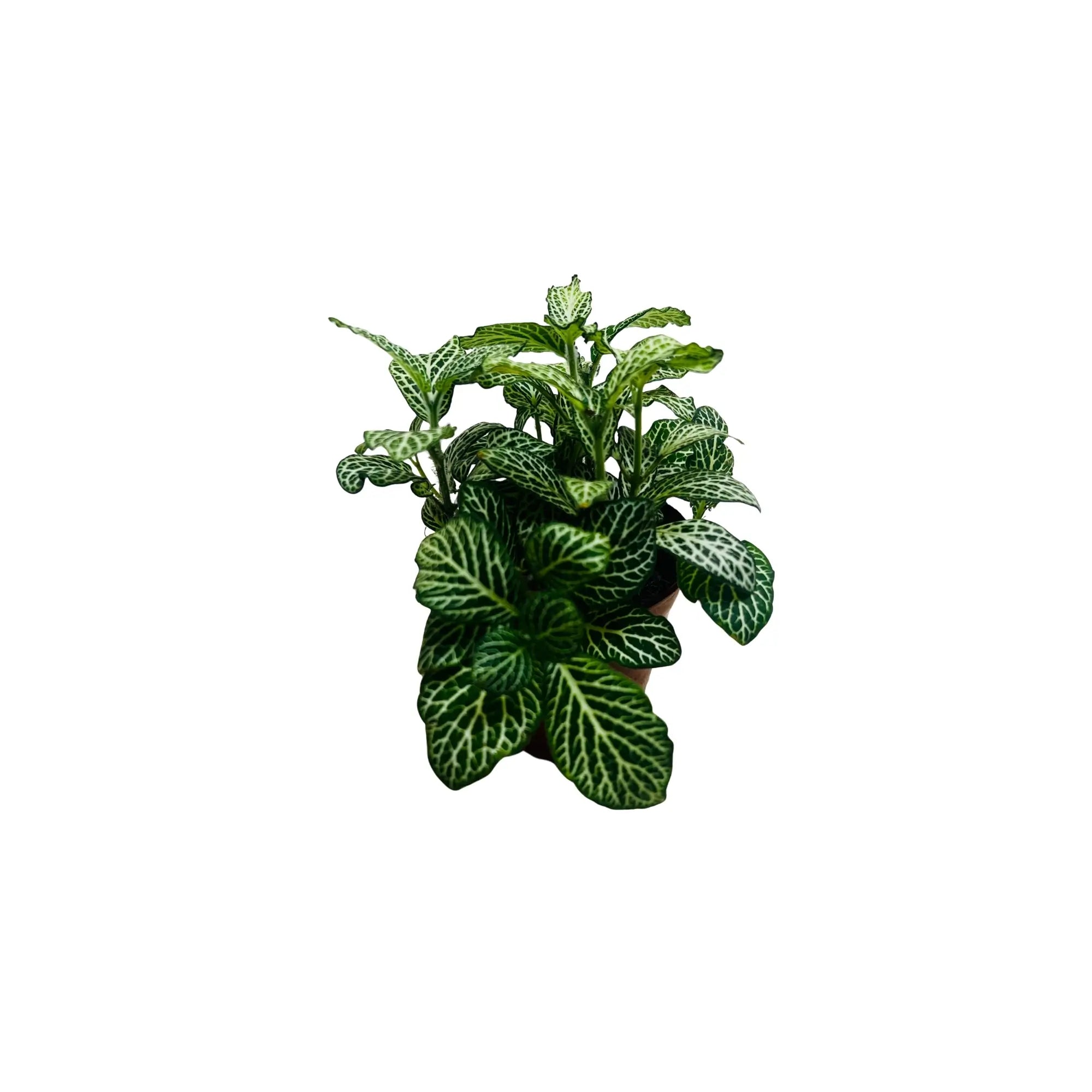Fittonia Green Nerve Plant Exotic Mini Indoor Plant