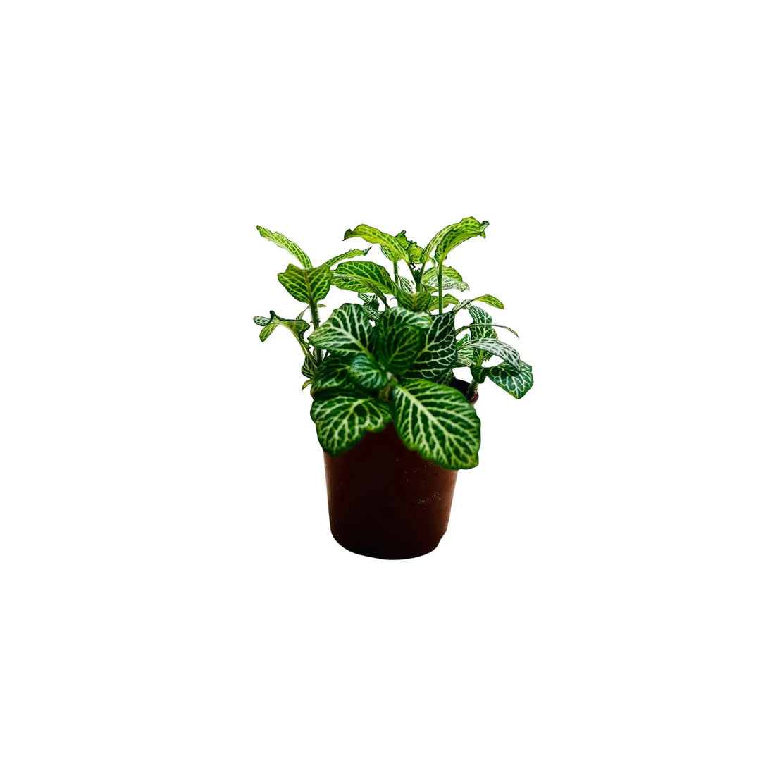 Fittonia Green Nerve Plant Exotic Mini Indoor Plant