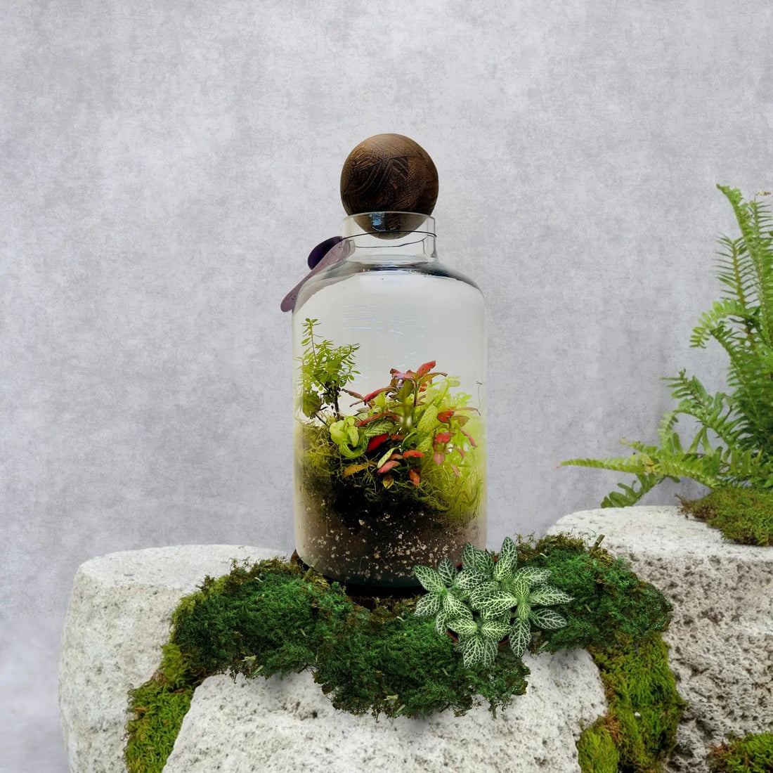 Fittonia Mix Nerve Plants Terrarium Gifts Shop in Dubai