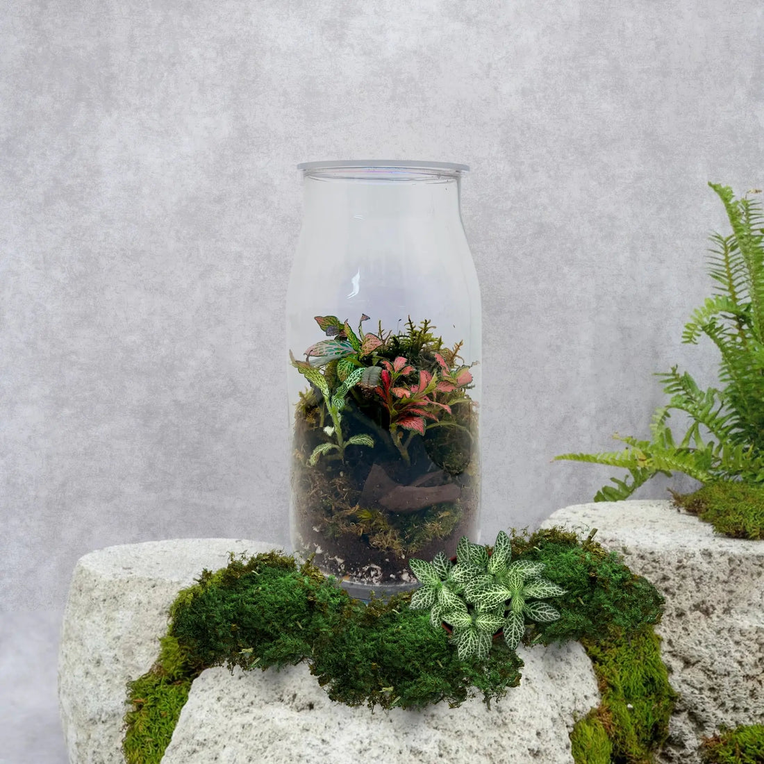 Fittonia Mix Terrarium Shop in Dubai