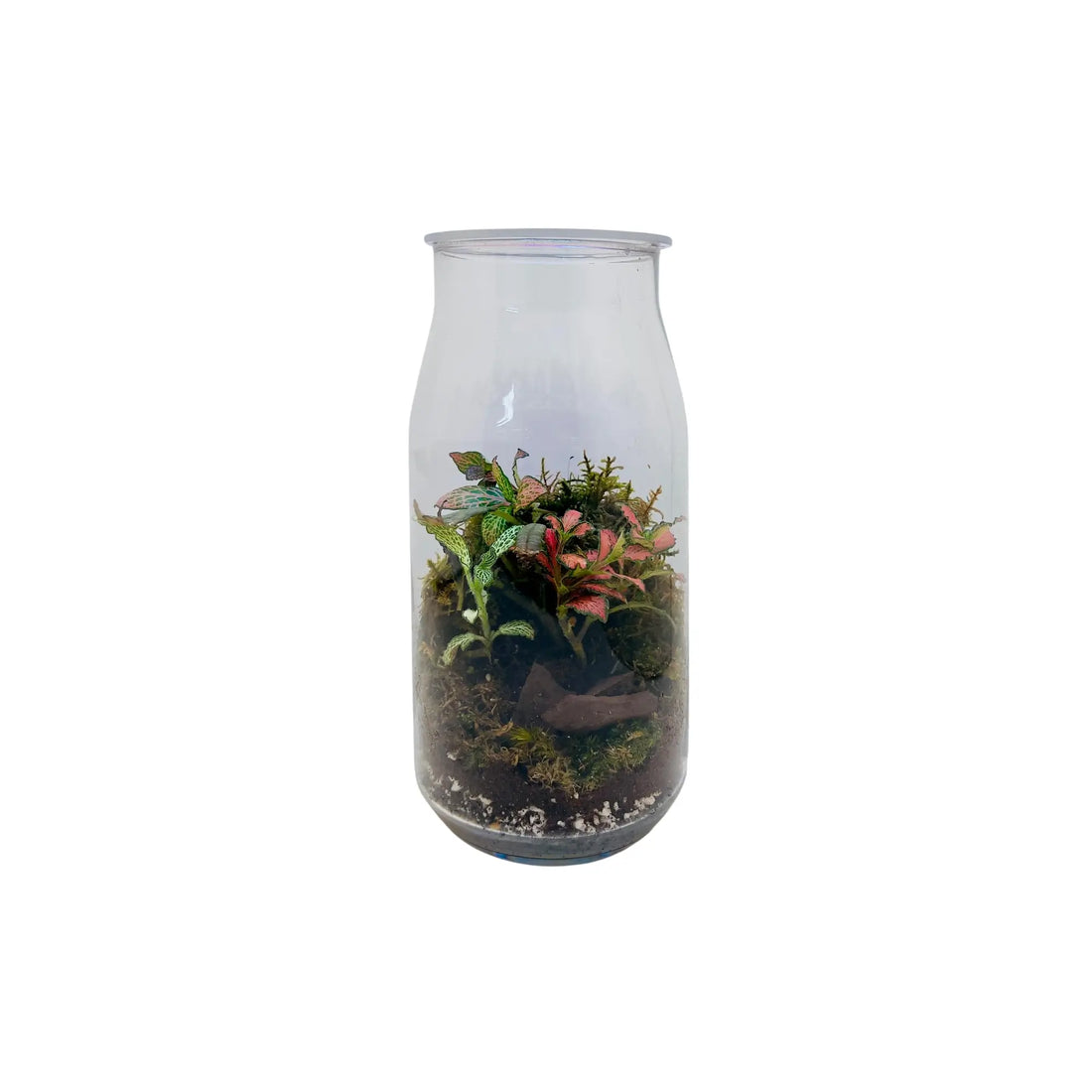 Fittonia Mix Terrarium Shop in UAE