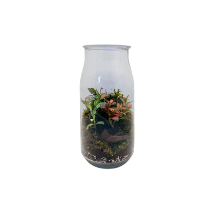 Fittonia Mix Terrarium Shop in UAE