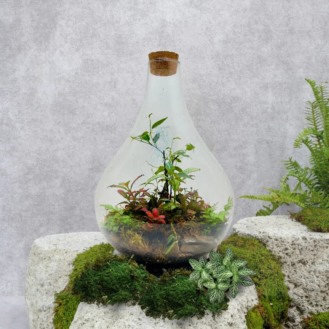 Fittonia With Flat Moss Terrarium in Dubai