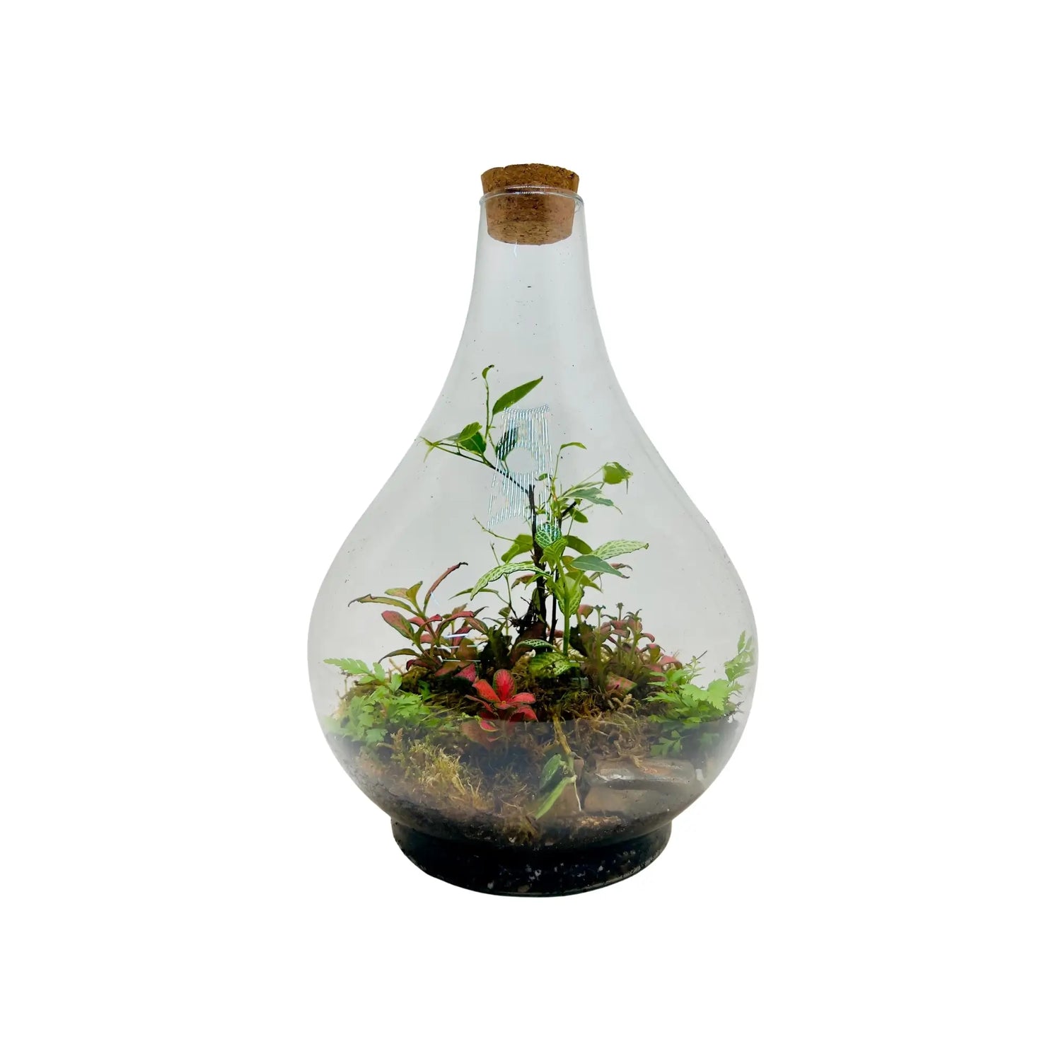 Fittonia With Flat Moss Terrarium in UAE