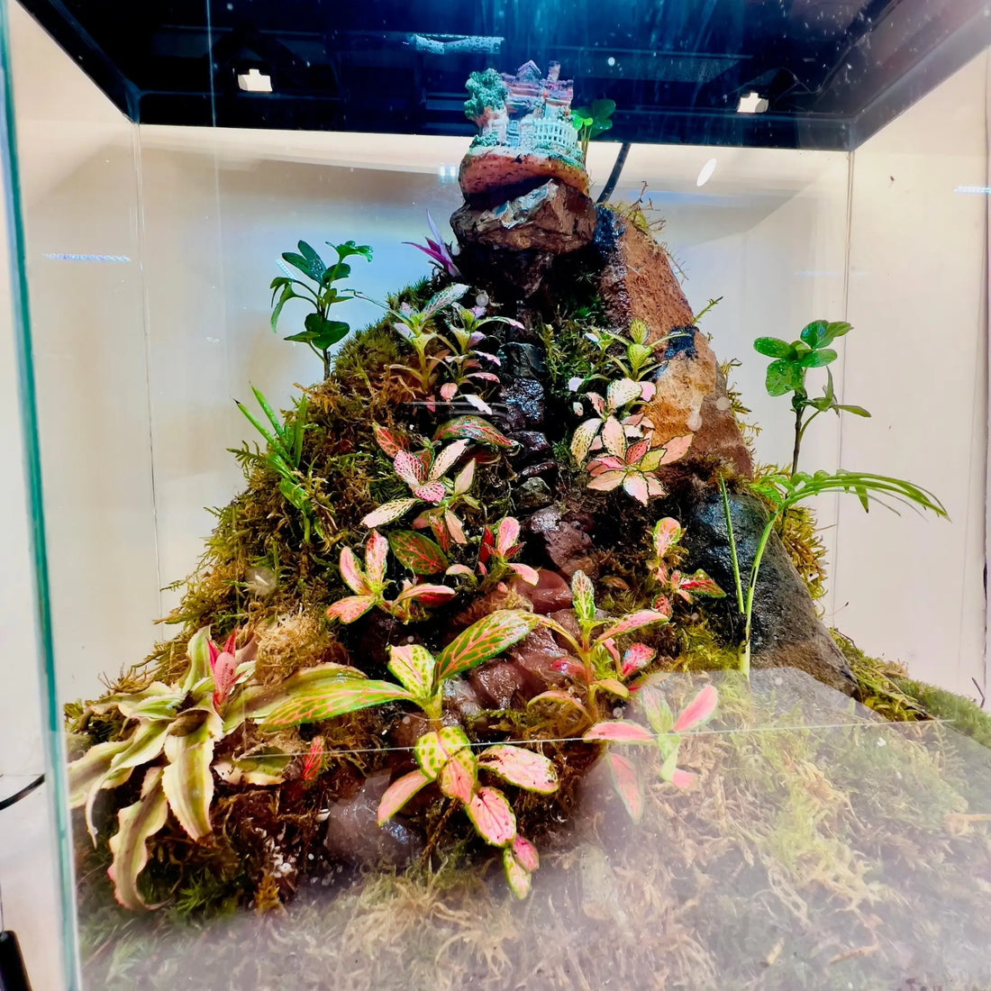 Fittonia and Mini Areca Terrarium Shop in Dubai