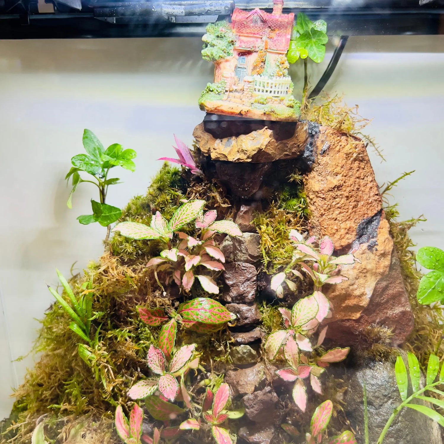 Fittonia and Mini Areca Terrarium for Corporate Gifting