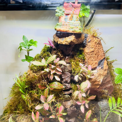 Fittonia and Mini Areca Terrarium for Corporate Gifting