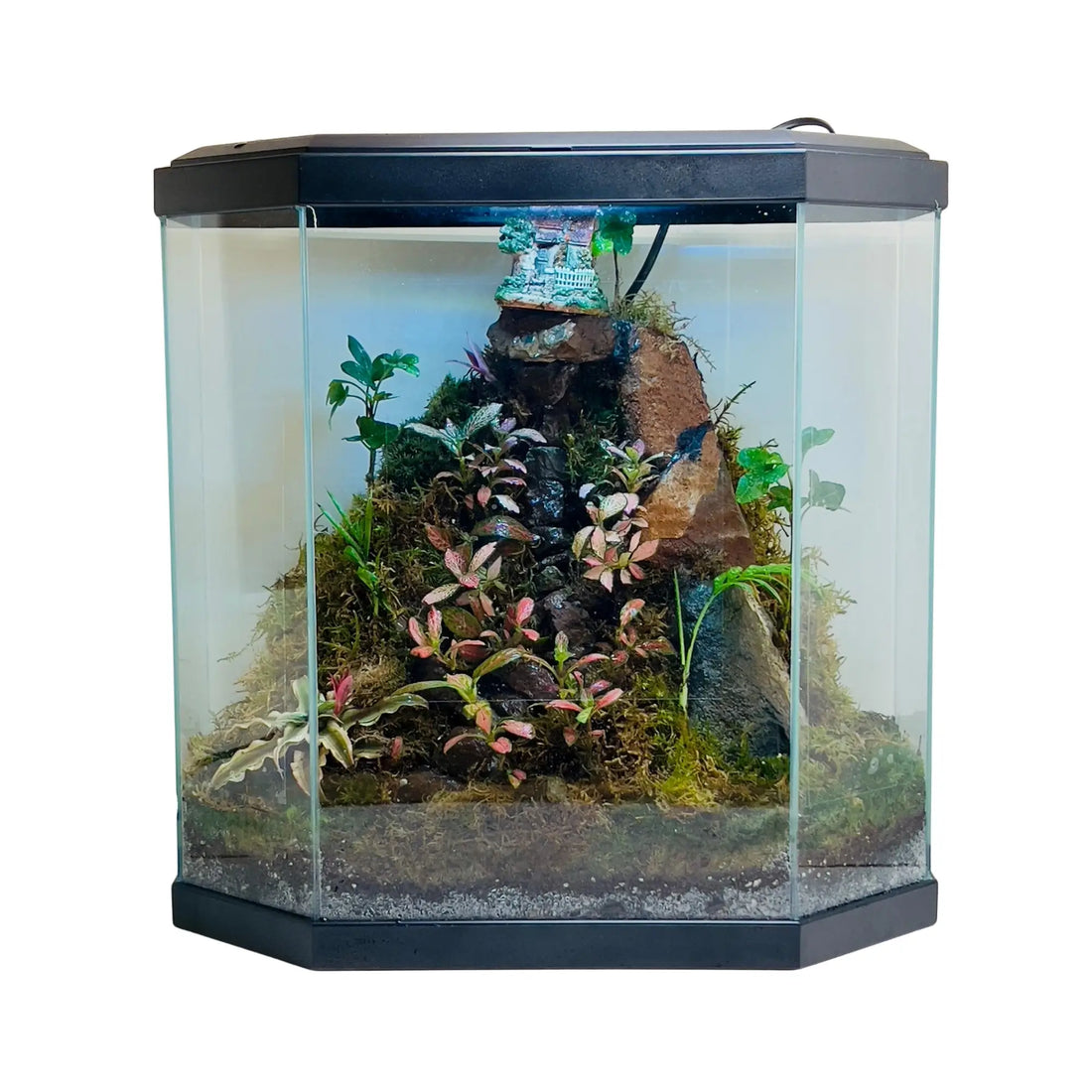 Fittonia and Mini Areca Terrarium in UAE