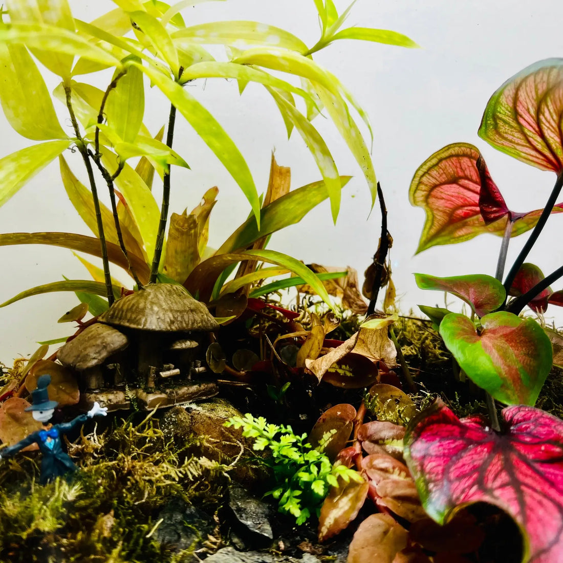 Forest Whisper Terrarium in Dubai