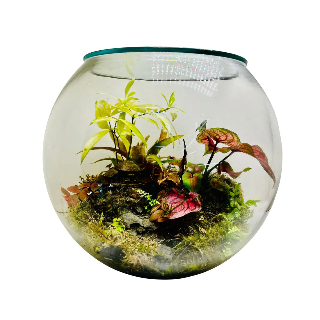 Forest Whisper Terrarium