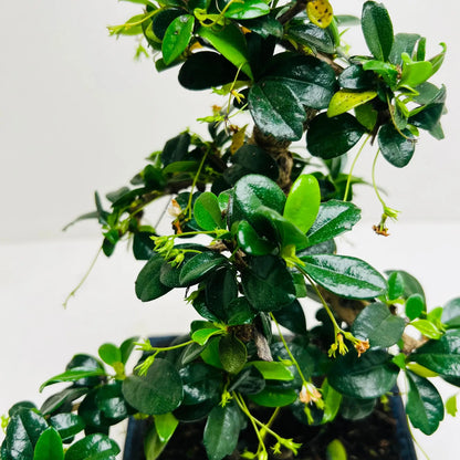 Fukien Tea Bonsai Tree | Exquisite Living Plant &amp; Unique Gift