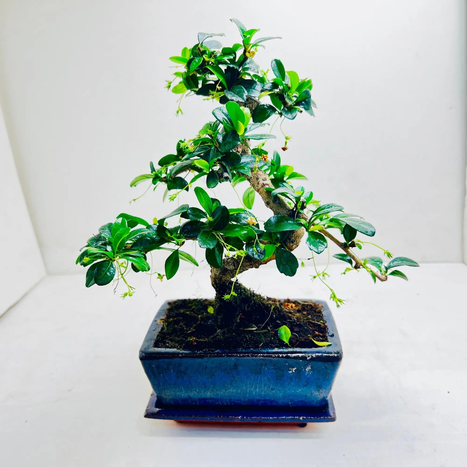 Fukien Tea Bonsai Tree | Exquisite Living Plant &amp; Unique Gift