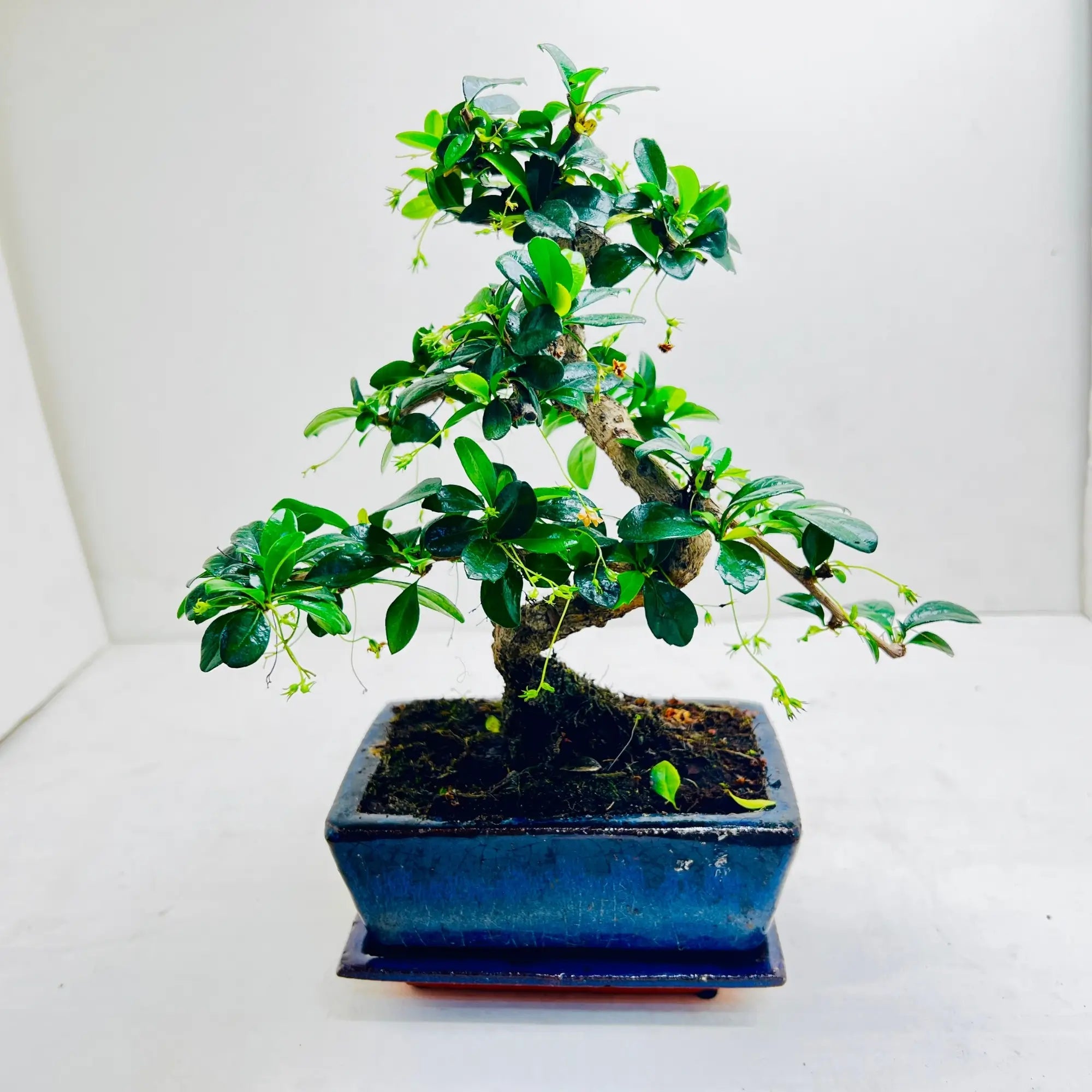Fukien Tea Bonsai Tree | Exquisite Living Plant &amp; Unique Gift