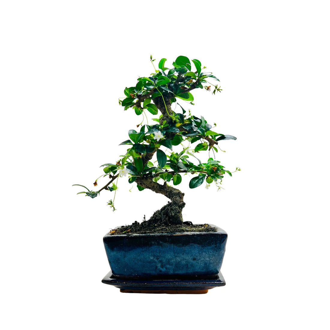 Fukien Tea Bonsai Tree | Exquisite Living Plant &amp; Unique Gift