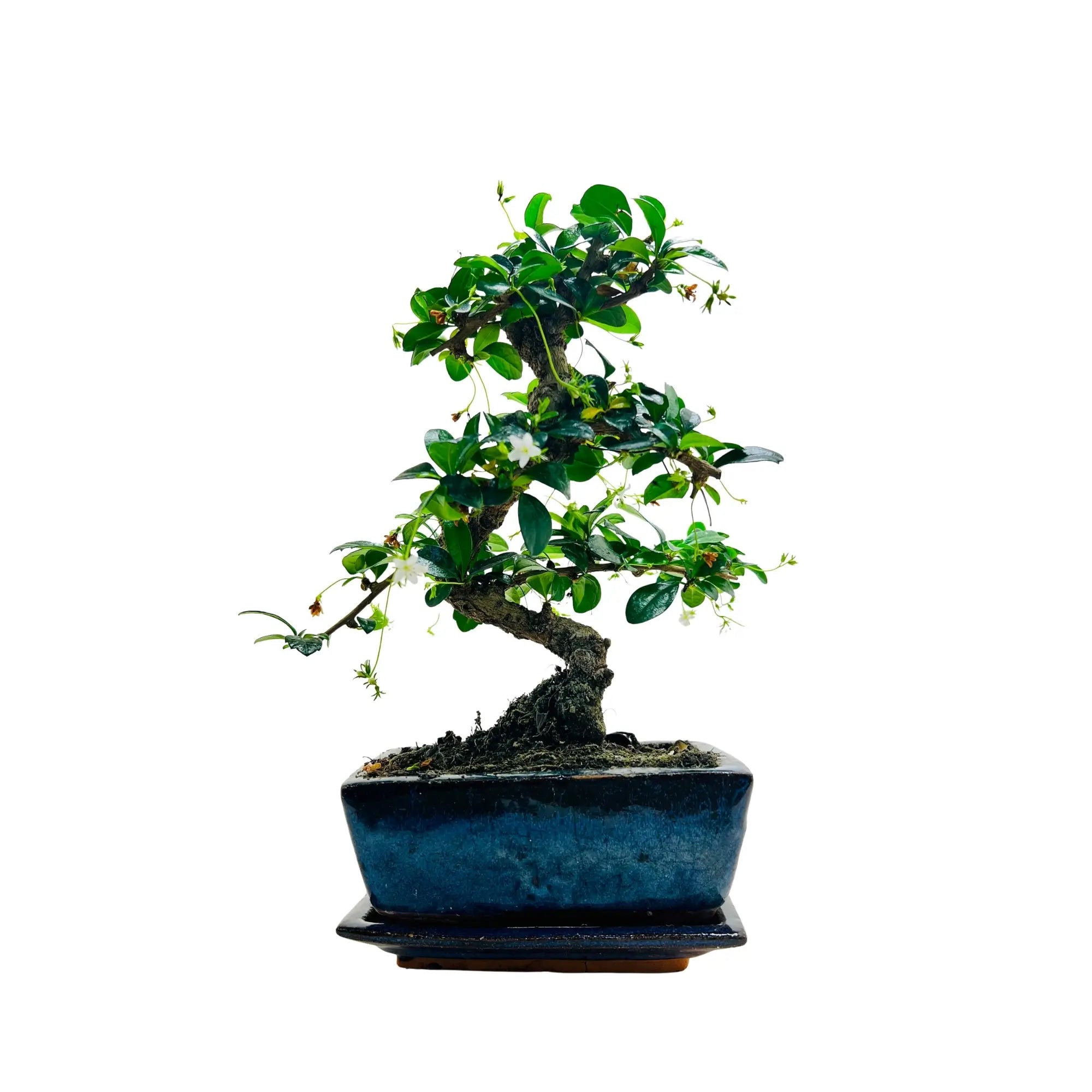 Fukien Tea Bonsai Tree | Exquisite Living Plant &amp; Unique Gift