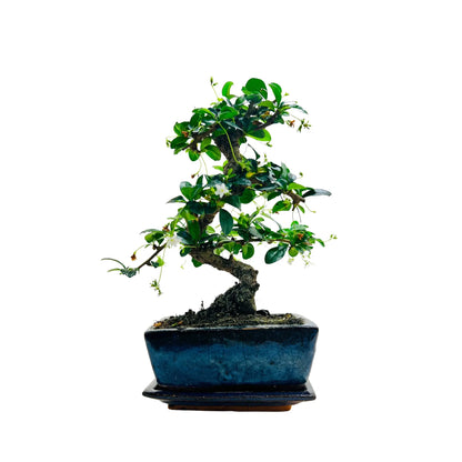 Fukien Tea Bonsai Tree | Exquisite Living Plant &amp; Unique Gift