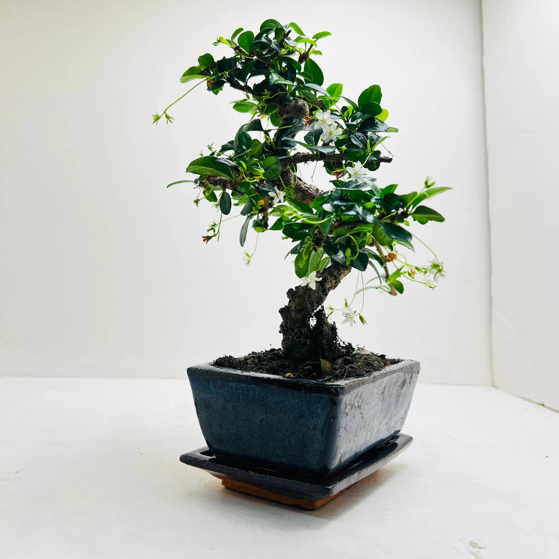 Fukien Tea Bonsai Tree | Exquisite Living Plant &amp; Unique Gift