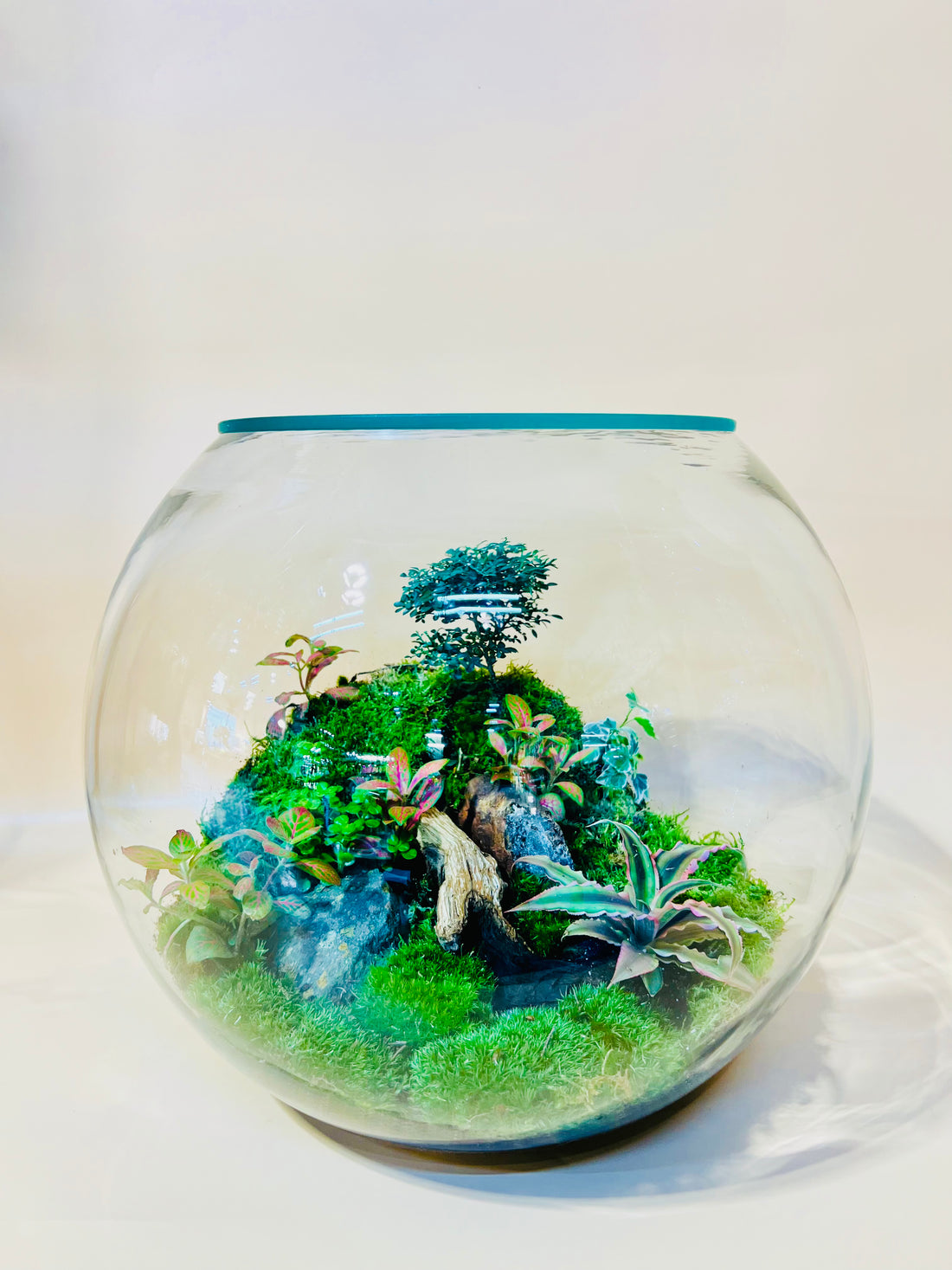 Alice’s Terrarium