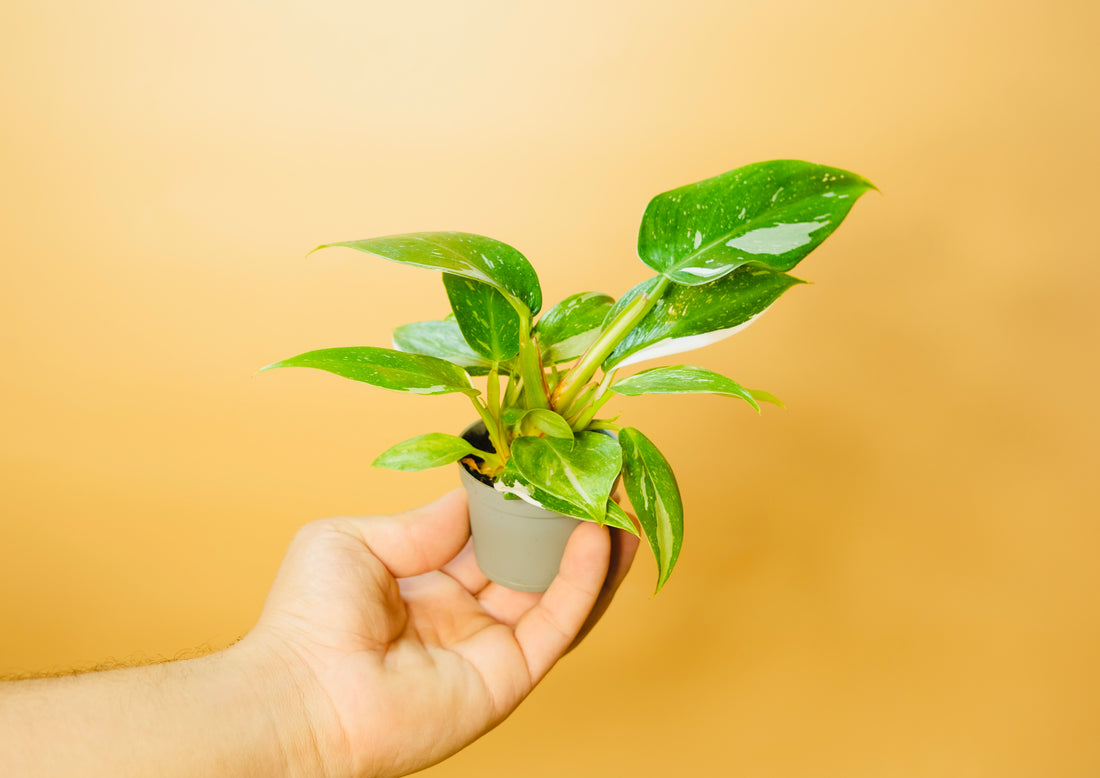 Philodendron white wizard