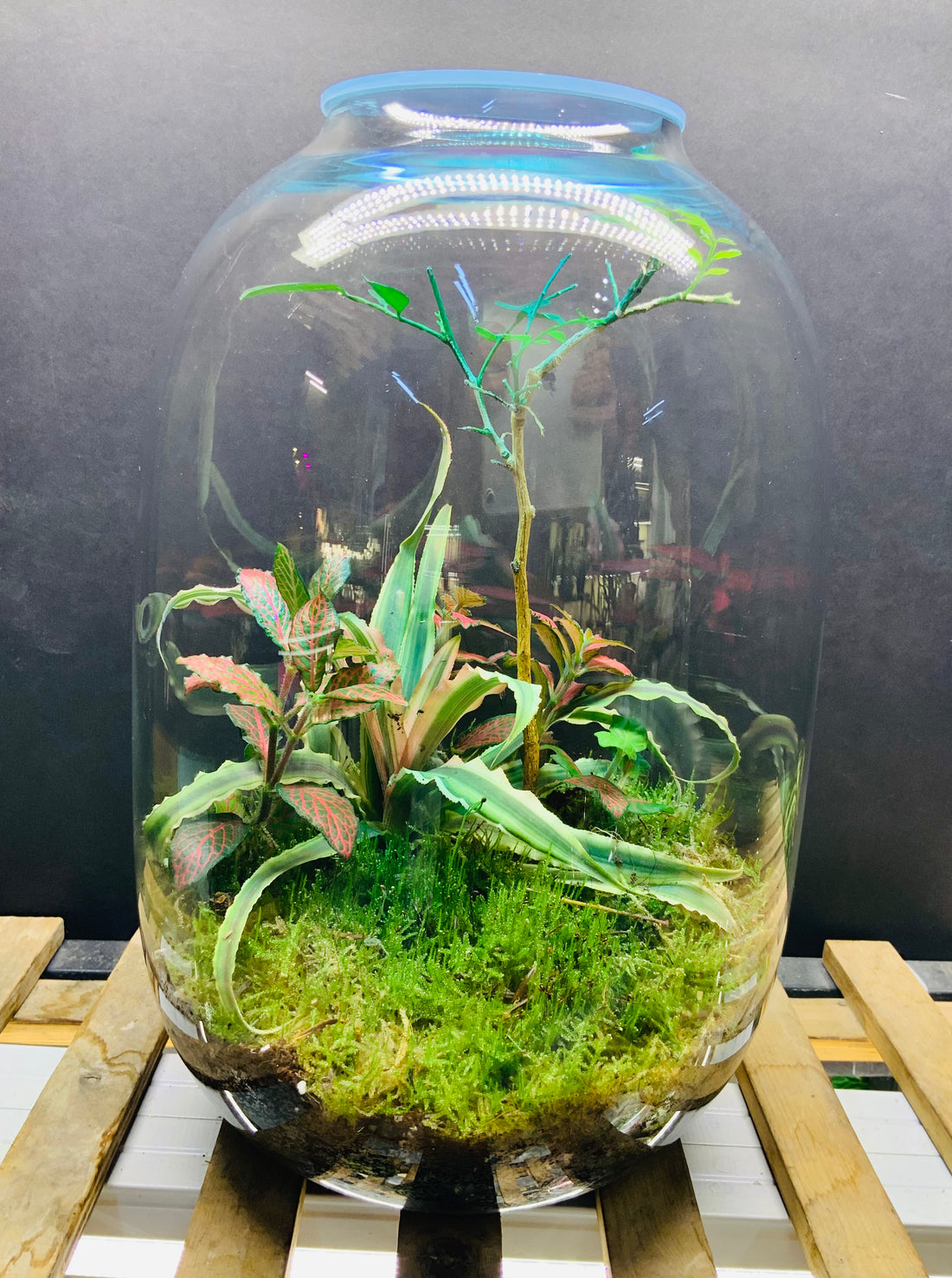 Calm terrarium