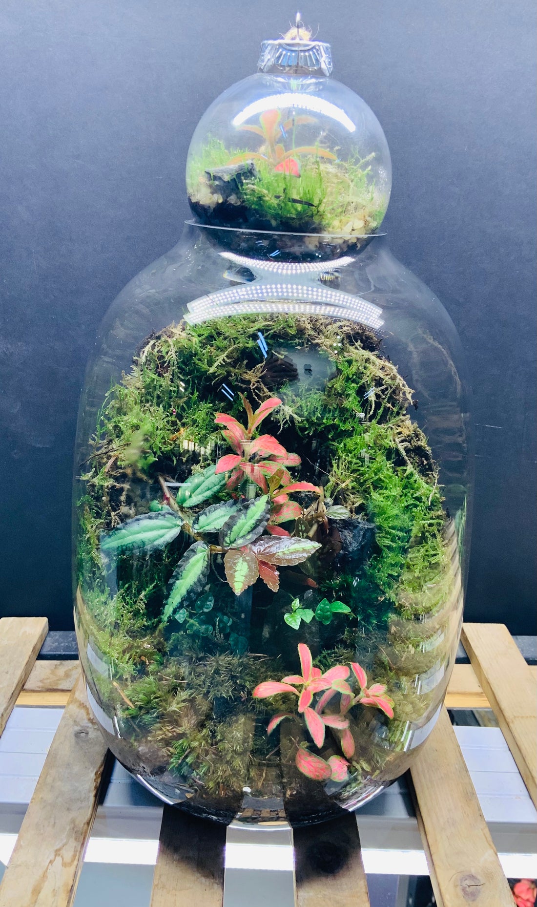 Basecamp terrarium